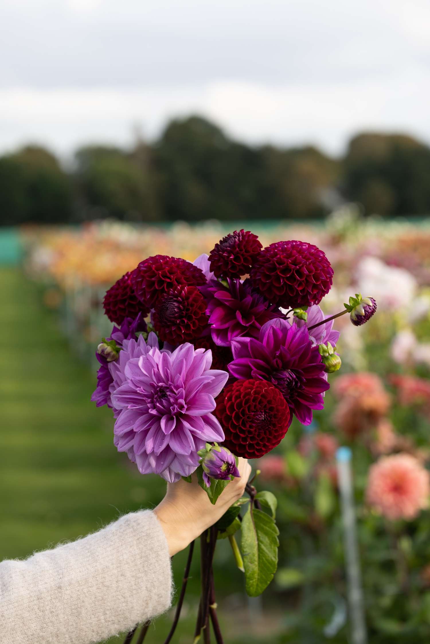 Dahlia Mix 'Dusty Rose' - Dahlia